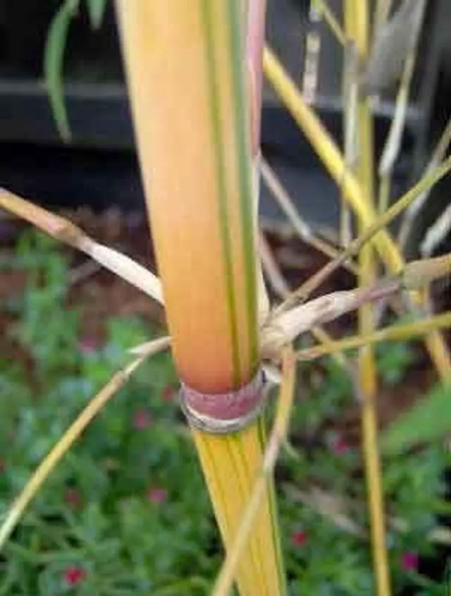 Alt view image 2 of 3 - Bambusa Alphonse KARR/Golden Hedge Clumping Bamboo- Non-Invasive Variety 1 Gal Size