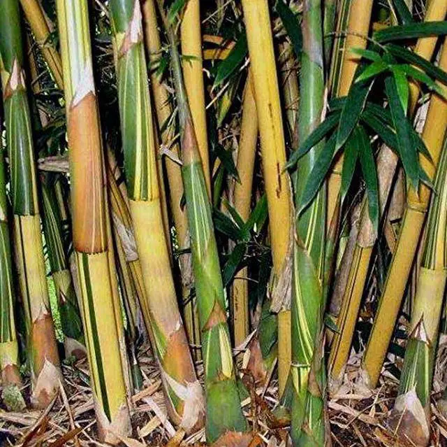 Alt view image 3 of 3 - Bambusa Alphonse KARR/Golden Hedge Clumping Bamboo- Non-Invasive Variety 1 Gal Size
