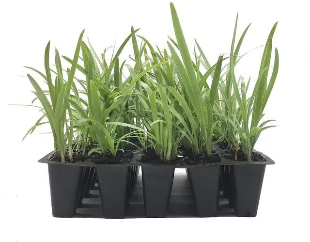 Alt view image 2 of 6 - Agapanthus Getty White - 30 Live Plants - Blooming Groundcover Grass