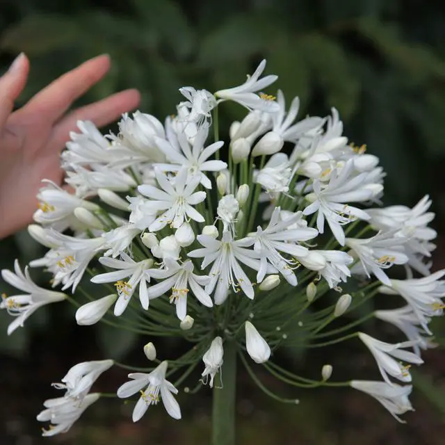 Alt view image 3 of 6 - Agapanthus Getty White - 30 Live Plants - Blooming Groundcover Grass