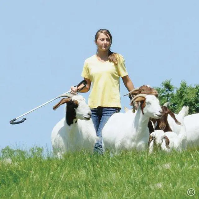 Alt view image 5 of 6 - Premier 1 KiwiCrook - 53" Leg and Neck Sheep Crook with Fiberglass Shaft