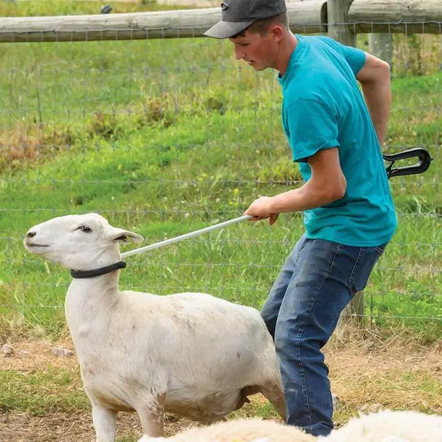 Alt view image 6 of 6 - Premier 1 KiwiCrook - 53" Leg and Neck Sheep Crook with Fiberglass Shaft
