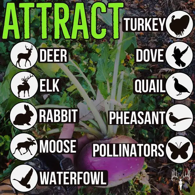 Alt view image 3 of 6 - Branson's Buffalo Blend, 12LB EcoPack, Whitetail Food Plot Seed for Deer, Turkey, Pheasant, Dove, Elk & Duck, Plant Seeds Grow Forage to Feed & Attract Wildlife to Hunting Plots, No Till