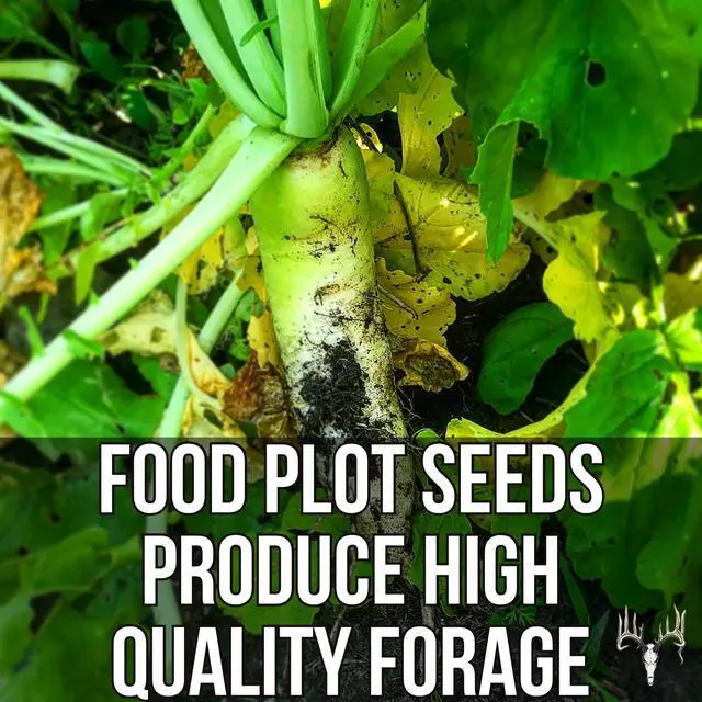 Alt view image 5 of 6 - Branson's Buffalo Blend, 12LB EcoPack, Whitetail Food Plot Seed for Deer, Turkey, Pheasant, Dove, Elk & Duck, Plant Seeds Grow Forage to Feed & Attract Wildlife to Hunting Plots, No Till