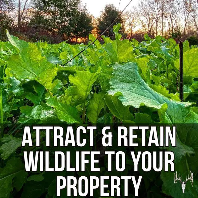 Alt view image 6 of 6 - Branson's Buffalo Blend, 12LB EcoPack, Whitetail Food Plot Seed for Deer, Turkey, Pheasant, Dove, Elk & Duck, Plant Seeds Grow Forage to Feed & Attract Wildlife to Hunting Plots, No Till
