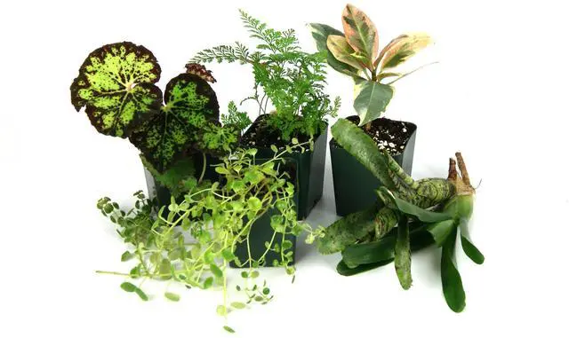 Main image of 12x12x18 Tropical Vivarium Plant Kit