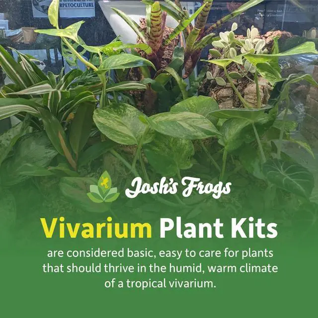Alt view image 2 of 6 - 12x12x18 Tropical Vivarium Plant Kit