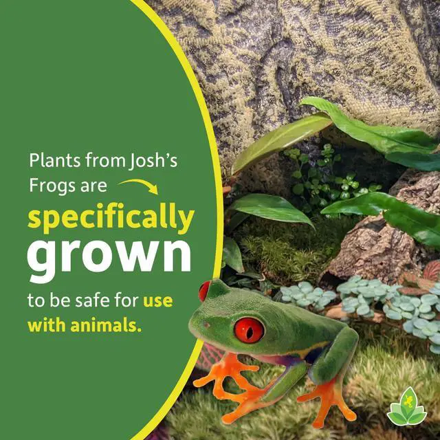Alt view image 4 of 6 - 12x12x18 Tropical Vivarium Plant Kit