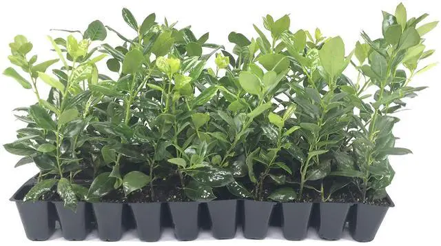 Main image of Nellie R. Stevens Holly - 30 Live Plants - Evergreen Privacy Trees