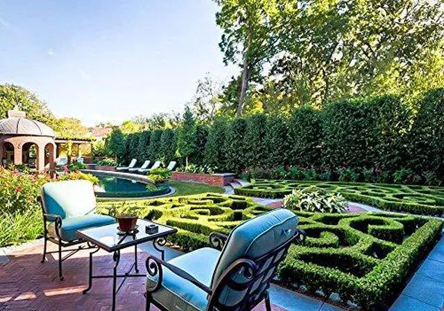 Alt view image 3 of 6 - Nellie R. Stevens Holly - 30 Live Plants - Evergreen Privacy Trees