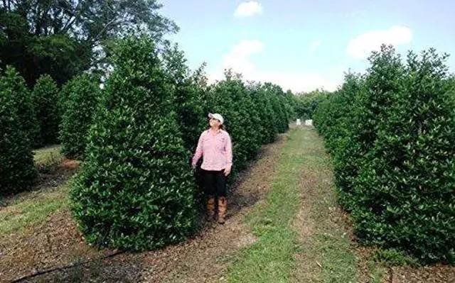 Alt view image 4 of 6 - Nellie R. Stevens Holly - 30 Live Plants - Evergreen Privacy Trees