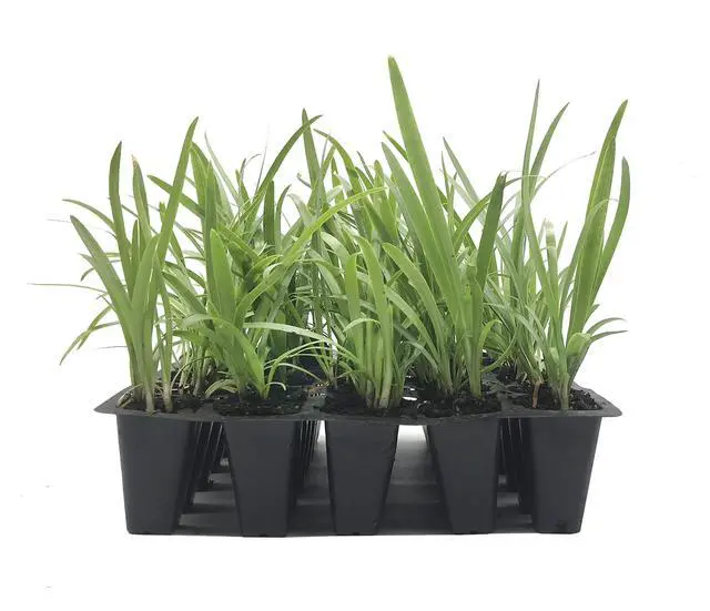 Alt view image 2 of 6 - Agapanthus Getty White - 20 Live Plants - Blooming Groundcover Grass
