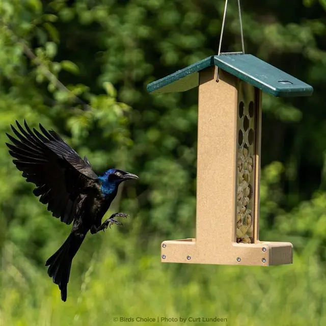 Alt view image 6 of 6 - Whole Peanut Bird Feeder for Blue Jays and Woodpeckers - Durable Recycled Material, Taupe w/ Green, 7"L x 10.50"W x 14.75"H, Made in USA