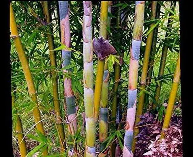 Main image of Oldhamii Giant Timber Clumping Bamboo Bambusa