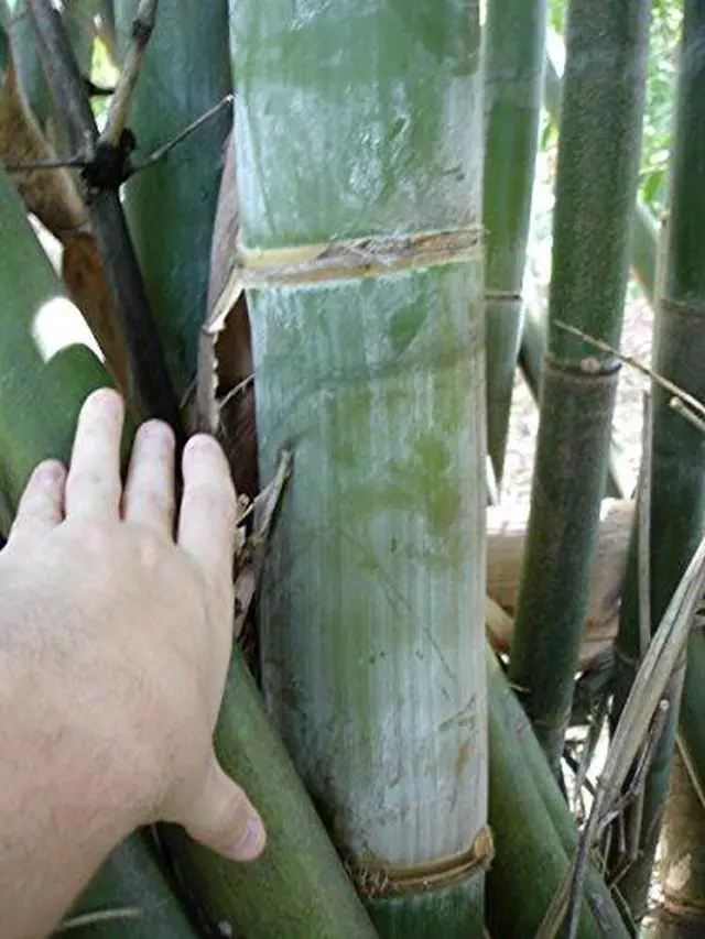 Alt view image 2 of 4 - Oldhamii Giant Timber Clumping Bamboo Bambusa