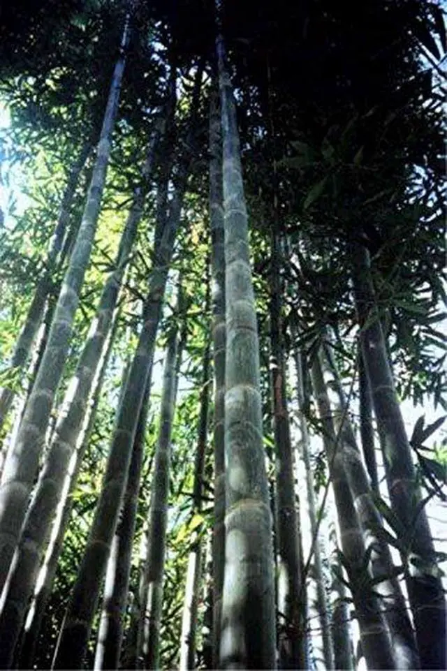 Alt view image 3 of 4 - Oldhamii Giant Timber Clumping Bamboo Bambusa