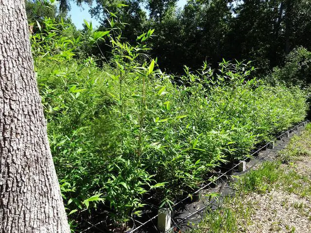 Alt view image 4 of 4 - Oldhamii Giant Timber Clumping Bamboo Bambusa