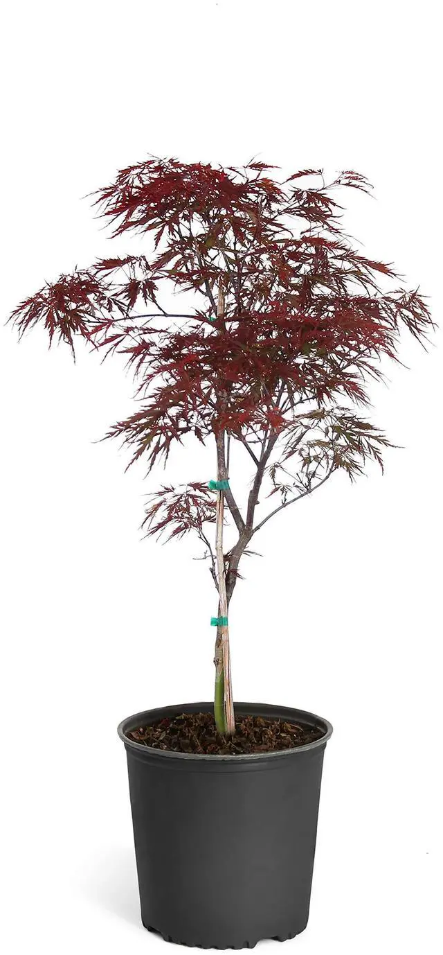 Main image of Red Dragon Japanese Maple Tree, 2-3 ft. - No Shipping to AK, AZ, HI