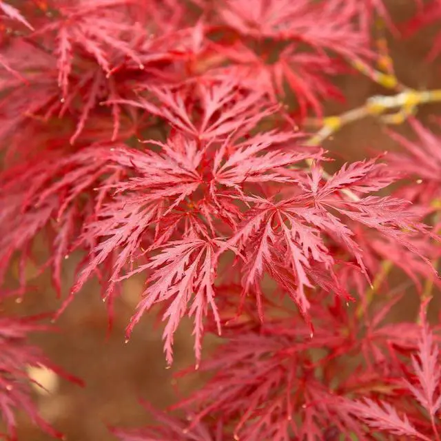 Alt view image 2 of 6 - Red Dragon Japanese Maple Tree, 2-3 ft. - No Shipping to AK, AZ, HI
