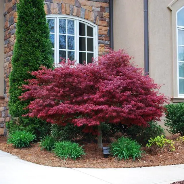 Alt view image 3 of 6 - Red Dragon Japanese Maple Tree, 2-3 ft. - No Shipping to AK, AZ, HI