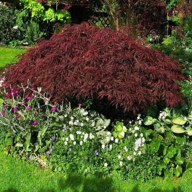 Alt view image 4 of 6 - Red Dragon Japanese Maple Tree, 2-3 ft. - No Shipping to AK, AZ, HI