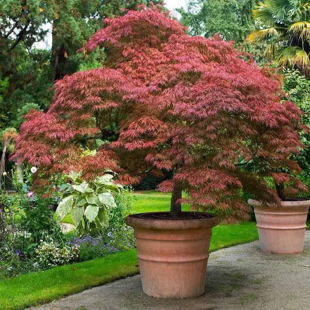 Alt view image 5 of 6 - Red Dragon Japanese Maple Tree, 2-3 ft. - No Shipping to AK, AZ, HI