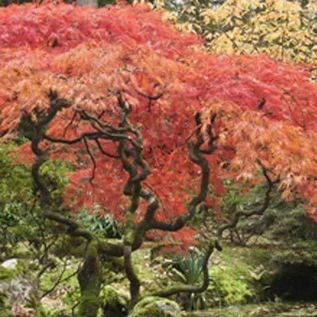 Alt view image 6 of 6 - Red Dragon Japanese Maple Tree, 2-3 ft. - No Shipping to AK, AZ, HI
