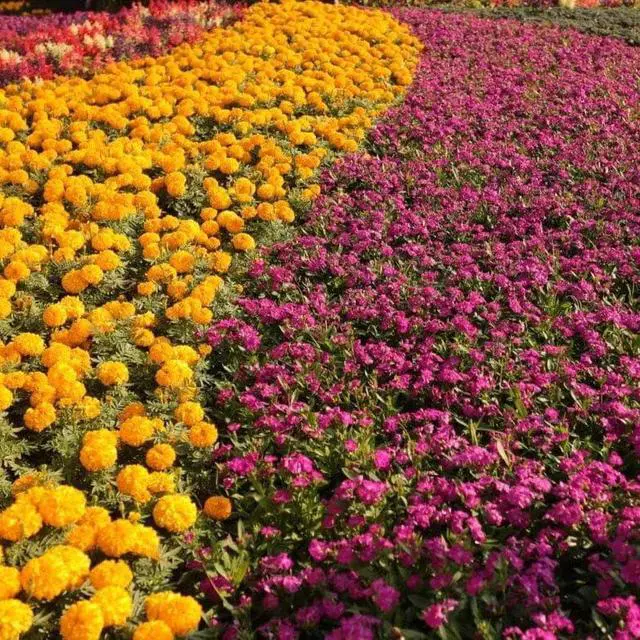 Alt view image 4 of 5 - Ultrasol® Multi-Purpose Plus 20-20-20 25lb Fertilizer