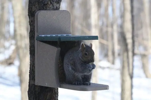 Alt view image 5 of 6 - SNSQ Recycled Squirrel Munch Box, Squirrel Feeders, 7-3/16"L X 12-3/8"W X 11-5/8"H, Taupe w/ Green Roof