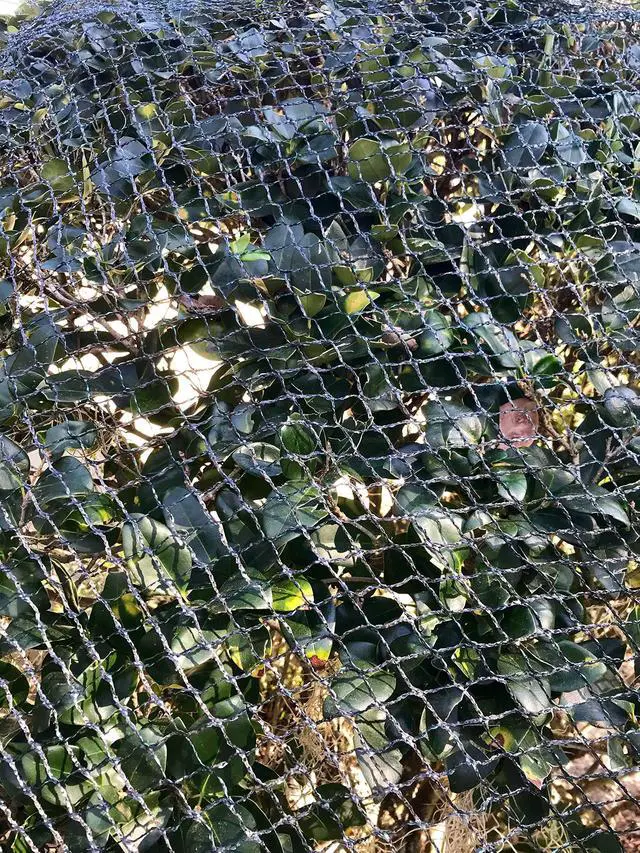 Main image of Direct Commercial Grade Heavy Duty Polyethylene Anti Bird Netting for Garden Blueberries Fruit Trees Poultry Cage Pond Net Reusable Does not Tangle Snag or Rot (20 ft x 33 ft)