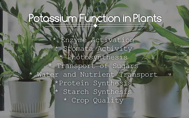 Alt view image 2 of 2 - Potassium Chloride 0-0-62 Fertilizer - Muriate of Potash | 100% Water Soluble - Improves Plant's Root Growth Fertilizers Ideal for Soil and Hydroponics - 20 Pounds