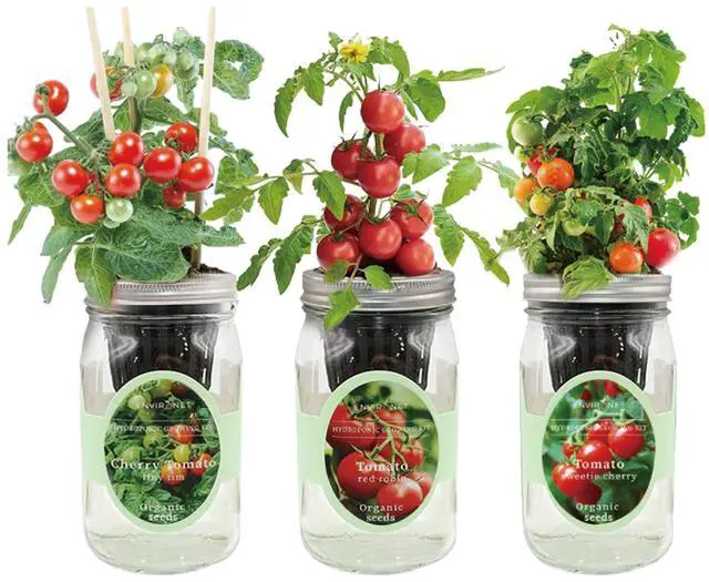 Main image of Hydroponic Mason Jar Indoor Garden Organic Seed Starter Kits - Tomato Trio Garden Growing Kits, Gardening Gift (Red Robin Tomato, Cherry Tomato - Tiny Tim, Sweetie Cherry Tomato)
