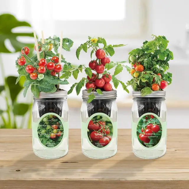 Alt view image 3 of 6 - Hydroponic Mason Jar Indoor Garden Organic Seed Starter Kits - Tomato Trio Garden Growing Kits, Gardening Gift (Red Robin Tomato, Cherry Tomato - Tiny Tim, Sweetie Cherry Tomato)