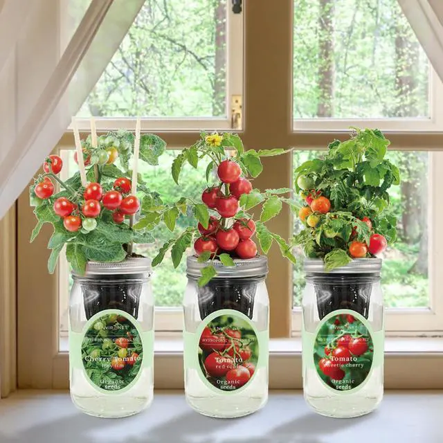Alt view image 4 of 6 - Hydroponic Mason Jar Indoor Garden Organic Seed Starter Kits - Tomato Trio Garden Growing Kits, Gardening Gift (Red Robin Tomato, Cherry Tomato - Tiny Tim, Sweetie Cherry Tomato)