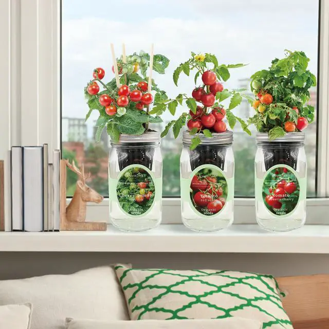 Alt view image 5 of 6 - Hydroponic Mason Jar Indoor Garden Organic Seed Starter Kits - Tomato Trio Garden Growing Kits, Gardening Gift (Red Robin Tomato, Cherry Tomato - Tiny Tim, Sweetie Cherry Tomato)