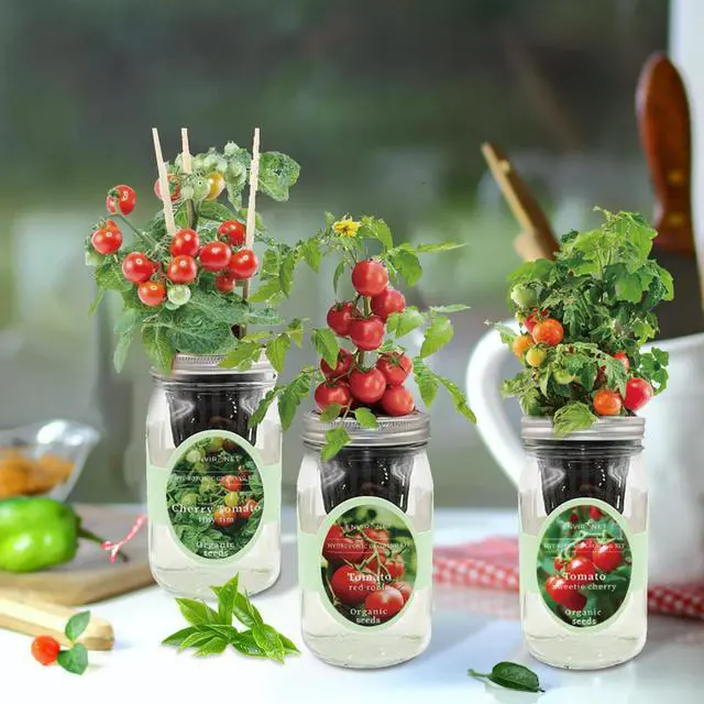 Alt view image 6 of 6 - Hydroponic Mason Jar Indoor Garden Organic Seed Starter Kits - Tomato Trio Garden Growing Kits, Gardening Gift (Red Robin Tomato, Cherry Tomato - Tiny Tim, Sweetie Cherry Tomato)