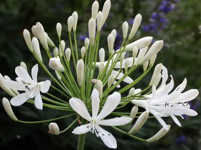 Main image of Agapanthus Getty White - 10 Live Plants - Blooming Groundcover Grass