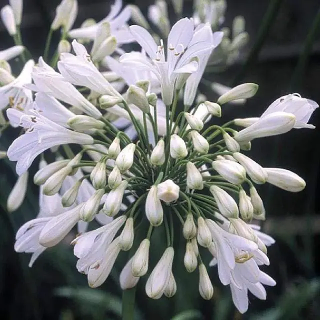 Alt view image 4 of 6 - Agapanthus Getty White - 10 Live Plants - Blooming Groundcover Grass