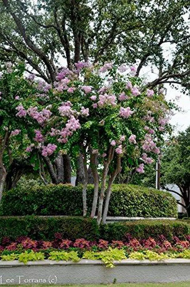 Alt view image 2 of 6 - 4 Pack Muskogee (Lavender) Crape Myrtle Trees - 4 Live Plants - Quart Containers