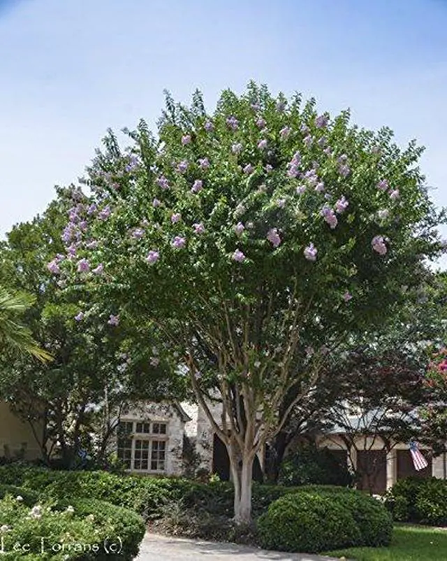 Alt view image 3 of 6 - 4 Pack Muskogee (Lavender) Crape Myrtle Trees - 4 Live Plants - Quart Containers