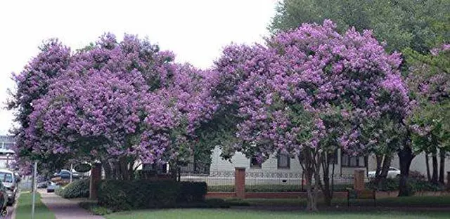Alt view image 4 of 6 - 4 Pack Muskogee (Lavender) Crape Myrtle Trees - 4 Live Plants - Quart Containers