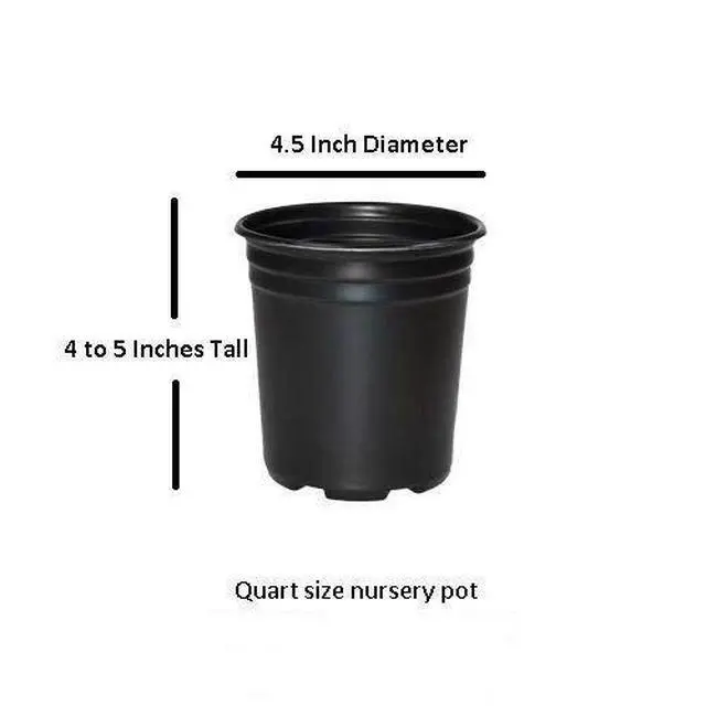Alt view image 5 of 6 - 4 Pack Muskogee (Lavender) Crape Myrtle Trees - 4 Live Plants - Quart Containers