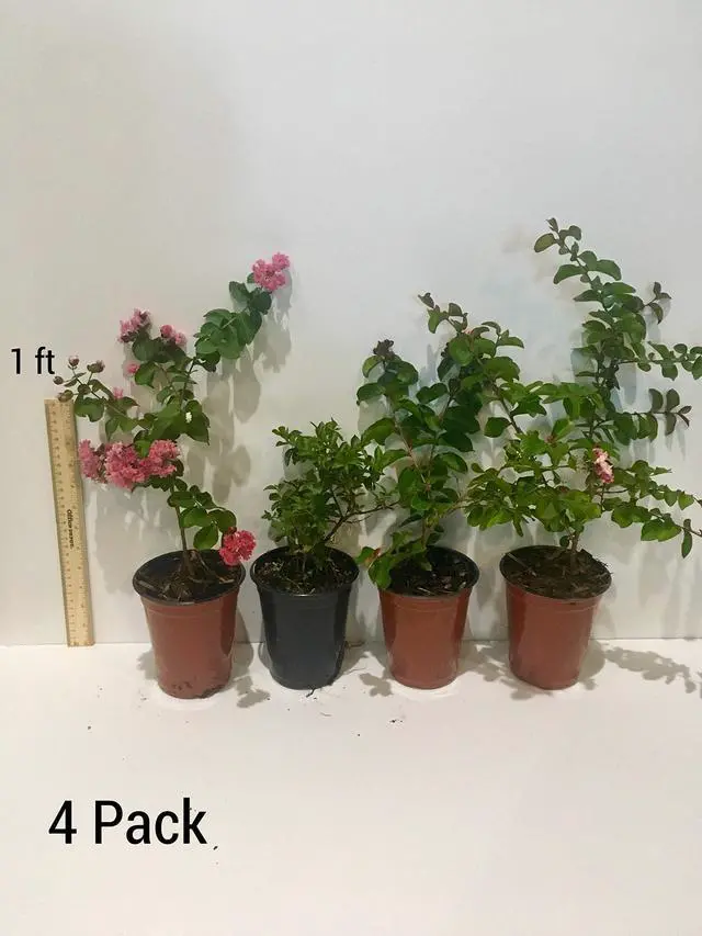 Alt view image 6 of 6 - 4 Pack Muskogee (Lavender) Crape Myrtle Trees - 4 Live Plants - Quart Containers