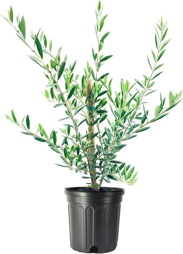 Main image of Arbequina Olive Tree - Beautiful Live Plant - 6 Inch Pot - Grow Your Own Olives Indoors - Olea Europaea