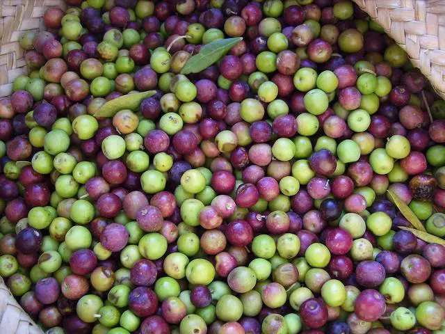 Alt view image 2 of 6 - Arbequina Olive Tree - Beautiful Live Plant - 6 Inch Pot - Grow Your Own Olives Indoors - Olea Europaea