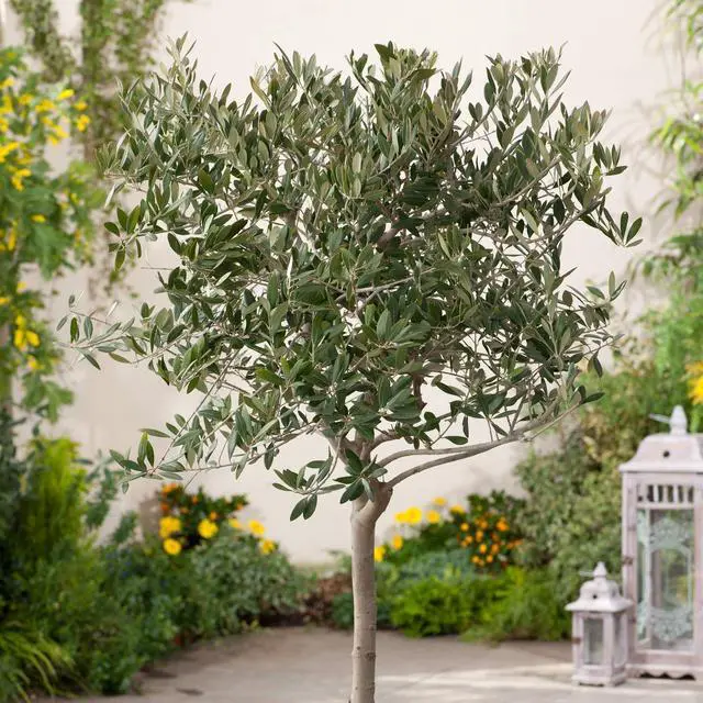 Alt view image 3 of 6 - Arbequina Olive Tree - Beautiful Live Plant - 6 Inch Pot - Grow Your Own Olives Indoors - Olea Europaea