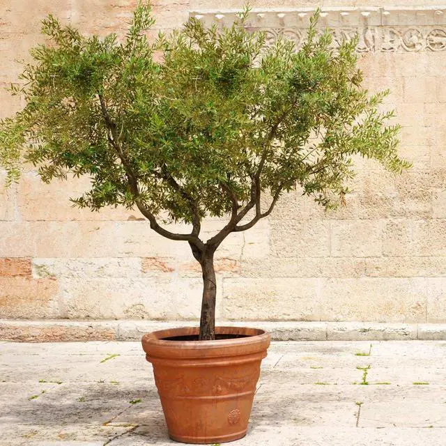 Alt view image 4 of 6 - Arbequina Olive Tree - Beautiful Live Plant - 6 Inch Pot - Grow Your Own Olives Indoors - Olea Europaea