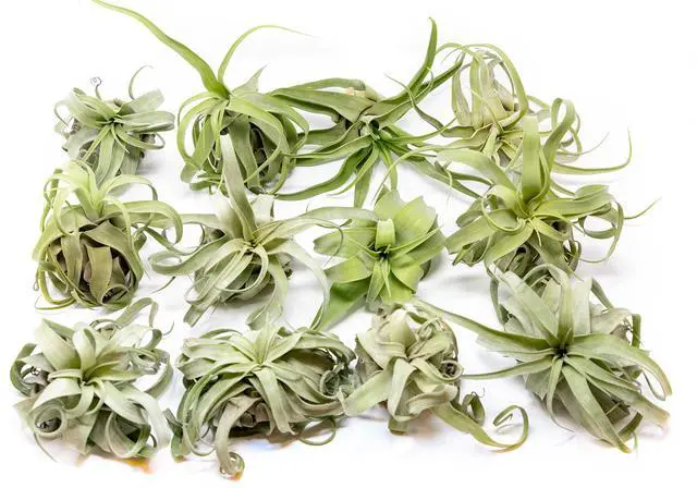 Main image of 12 Pack Medium Air Plants Streptophylla - Live Tillandsia Succulent House Plants - Available in Wholesale and Bulk - Home and Garden Decor - Easy Care Indoor/Outdoor Plant