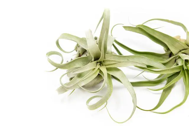 Alt view image 2 of 6 - 12 Pack Medium Air Plants Streptophylla - Live Tillandsia Succulent House Plants - Available in Wholesale and Bulk - Home and Garden Decor - Easy Care Indoor/Outdoor Plant
