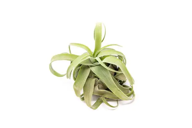 Alt view image 3 of 6 - 12 Pack Medium Air Plants Streptophylla - Live Tillandsia Succulent House Plants - Available in Wholesale and Bulk - Home and Garden Decor - Easy Care Indoor/Outdoor Plant